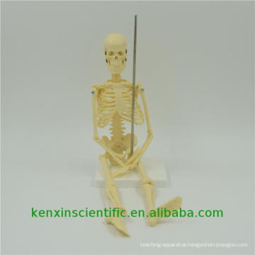 New brand PNT-0107 human body skeleton pictures